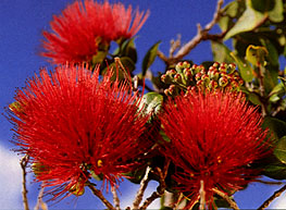 ʻŌhiʻa Lehua